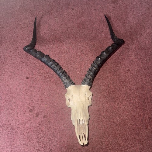 Impala skull horns - &,